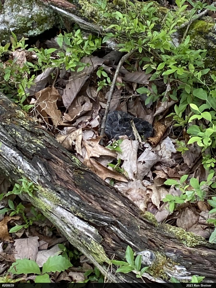 Timber Rattlesnake