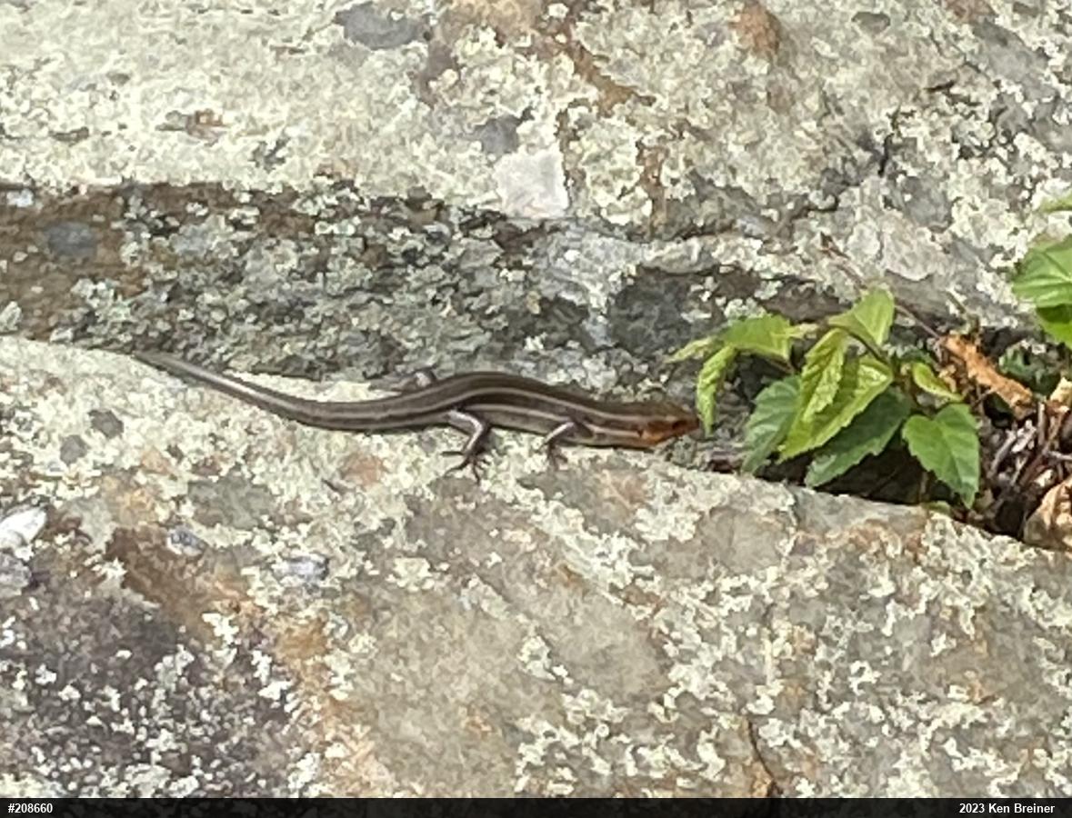 Common Five-lined Skink