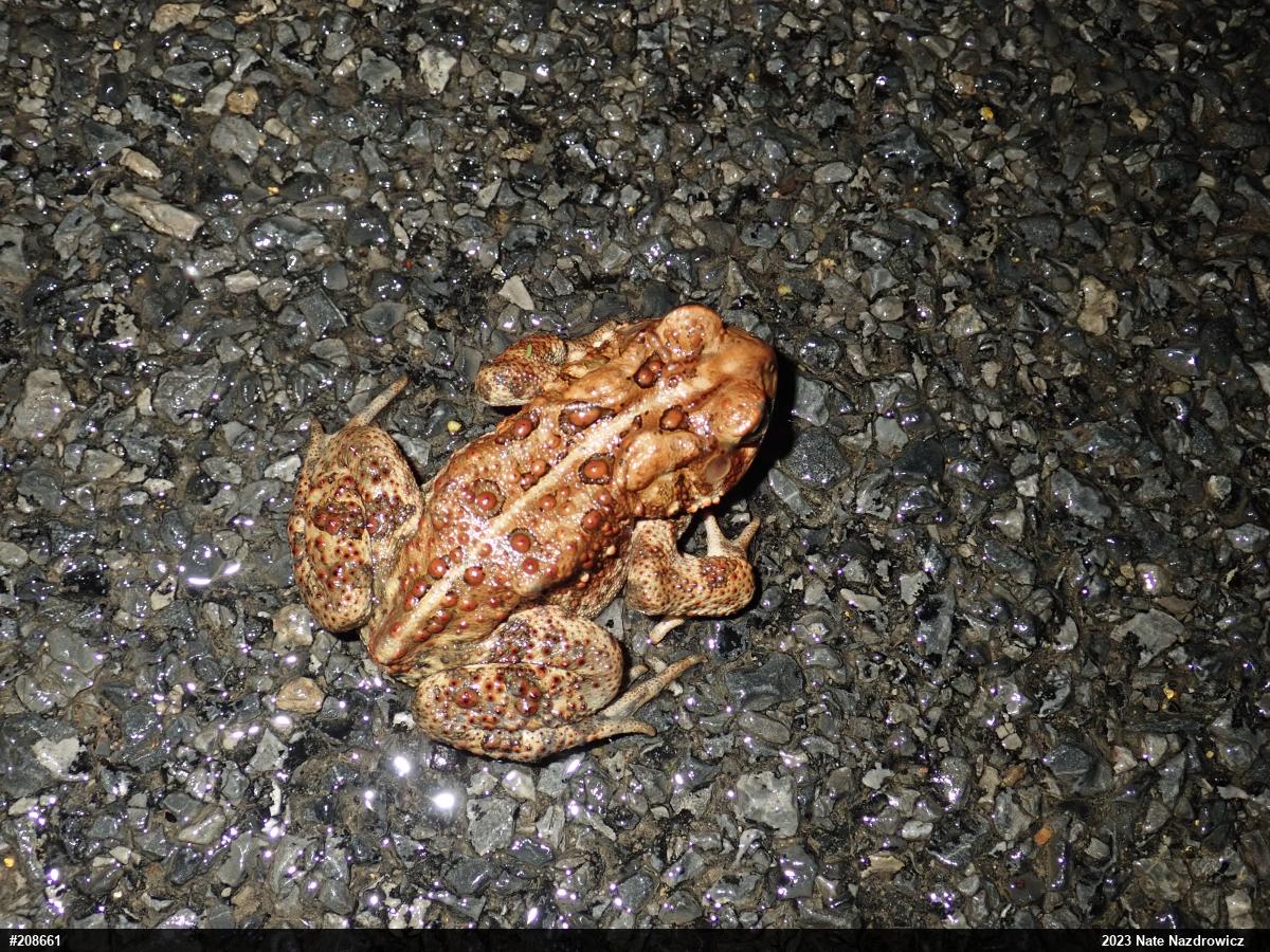 Eastern American Toad