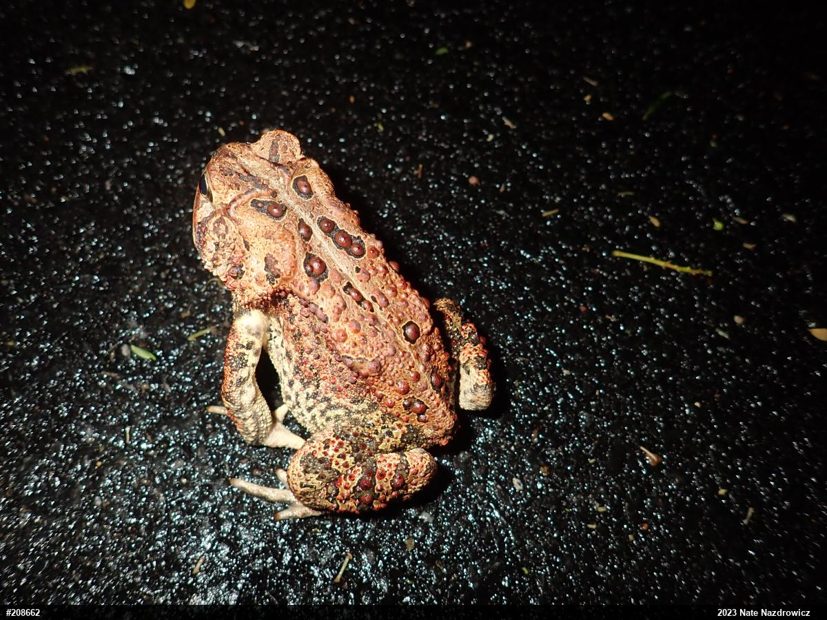 Eastern American Toad