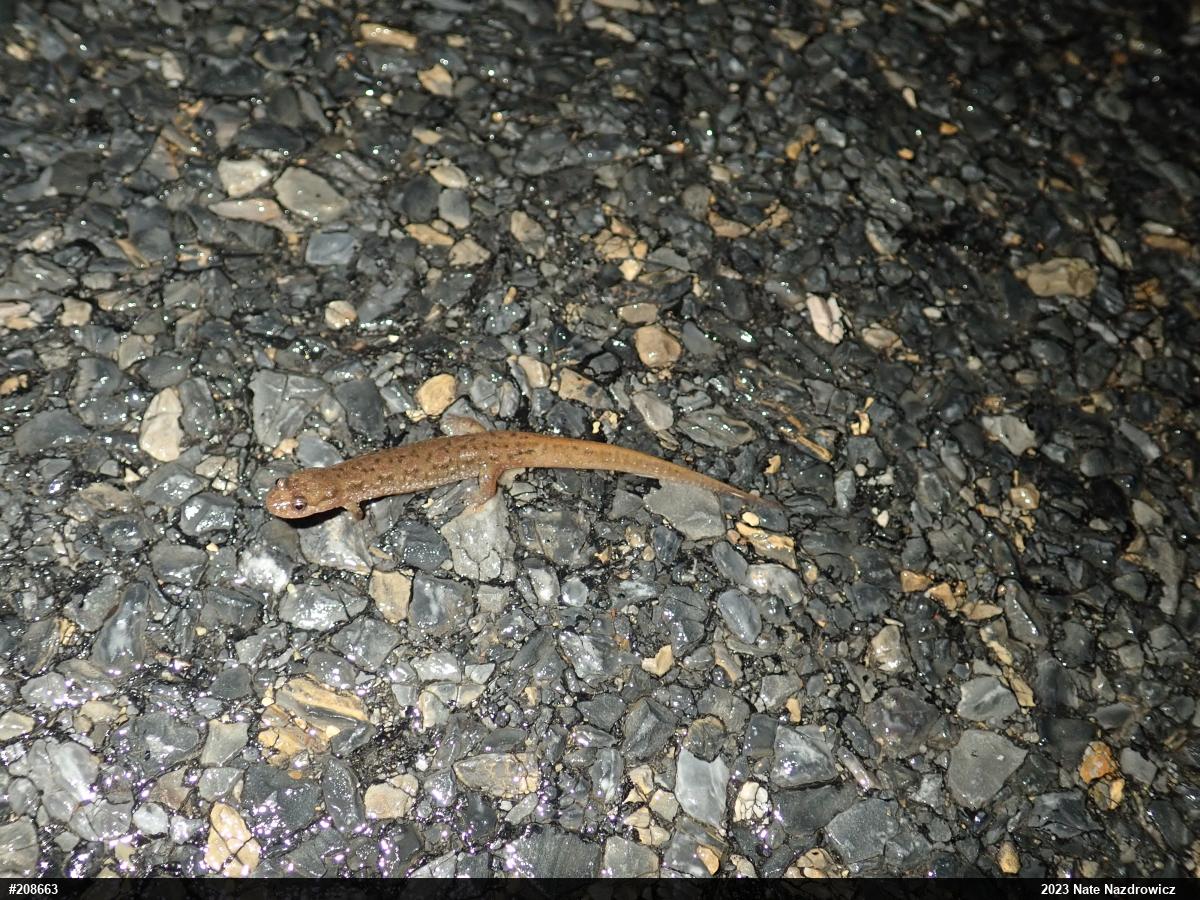 Northern Dusky Salamander