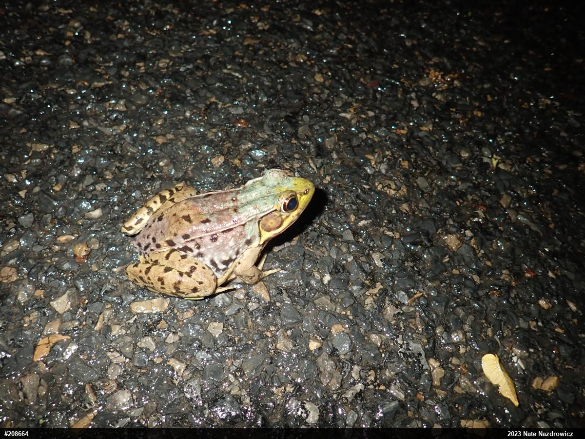 Green Frog