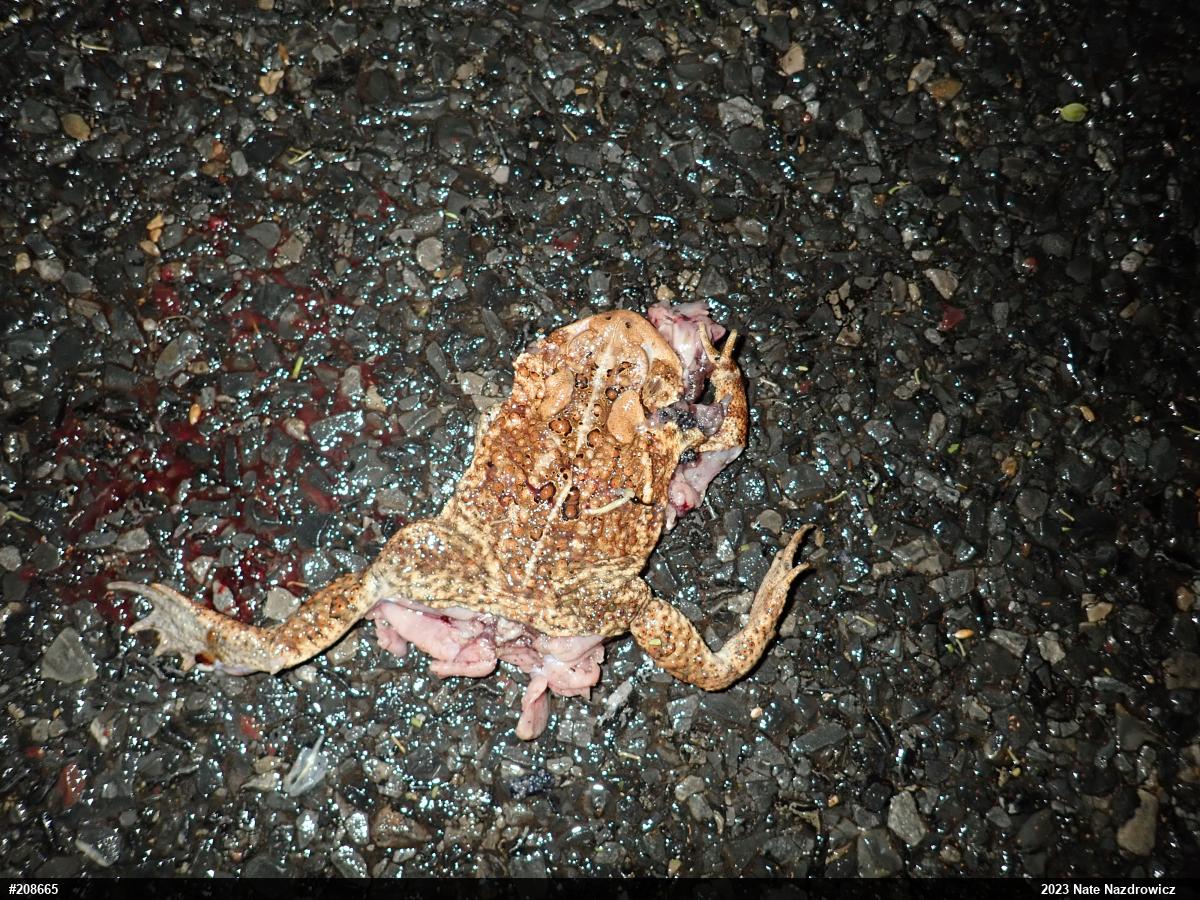 Eastern American Toad