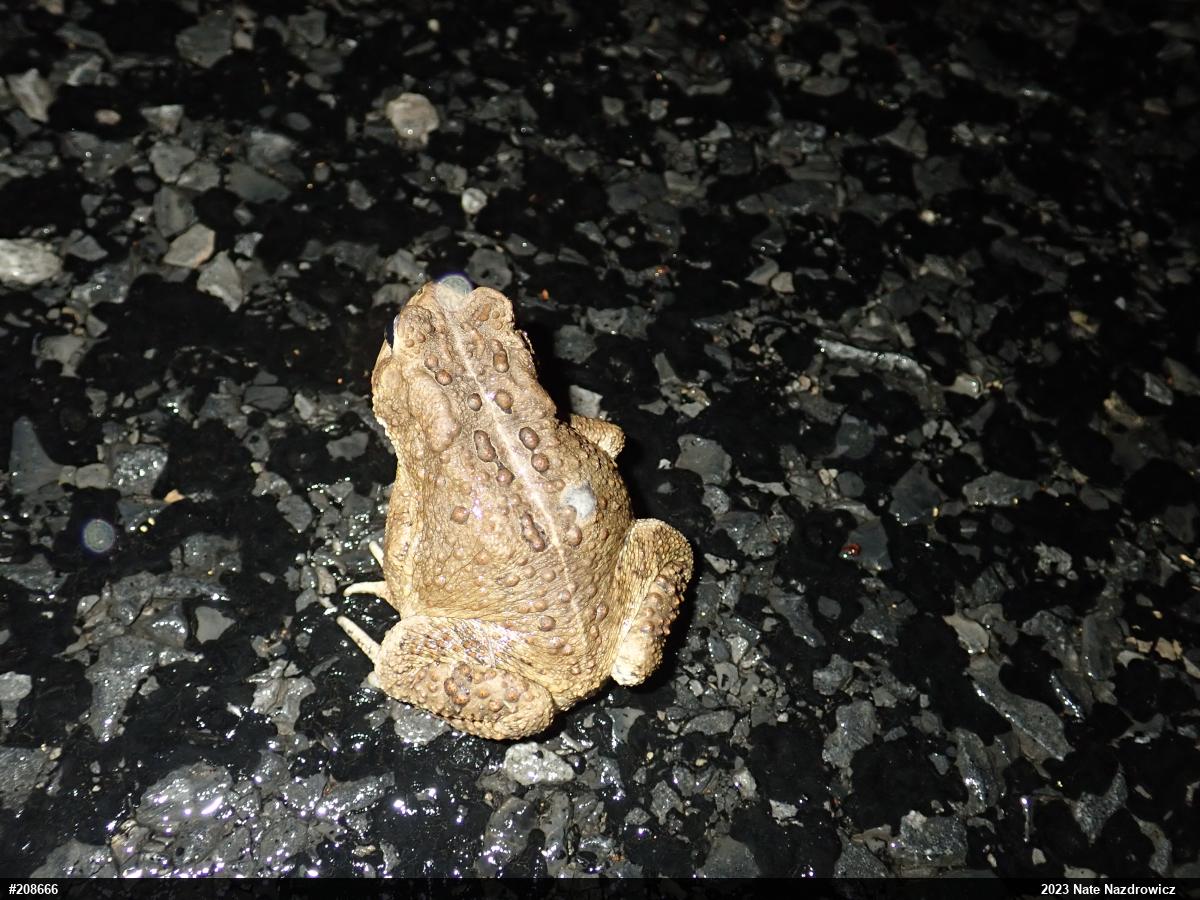 Eastern American Toad