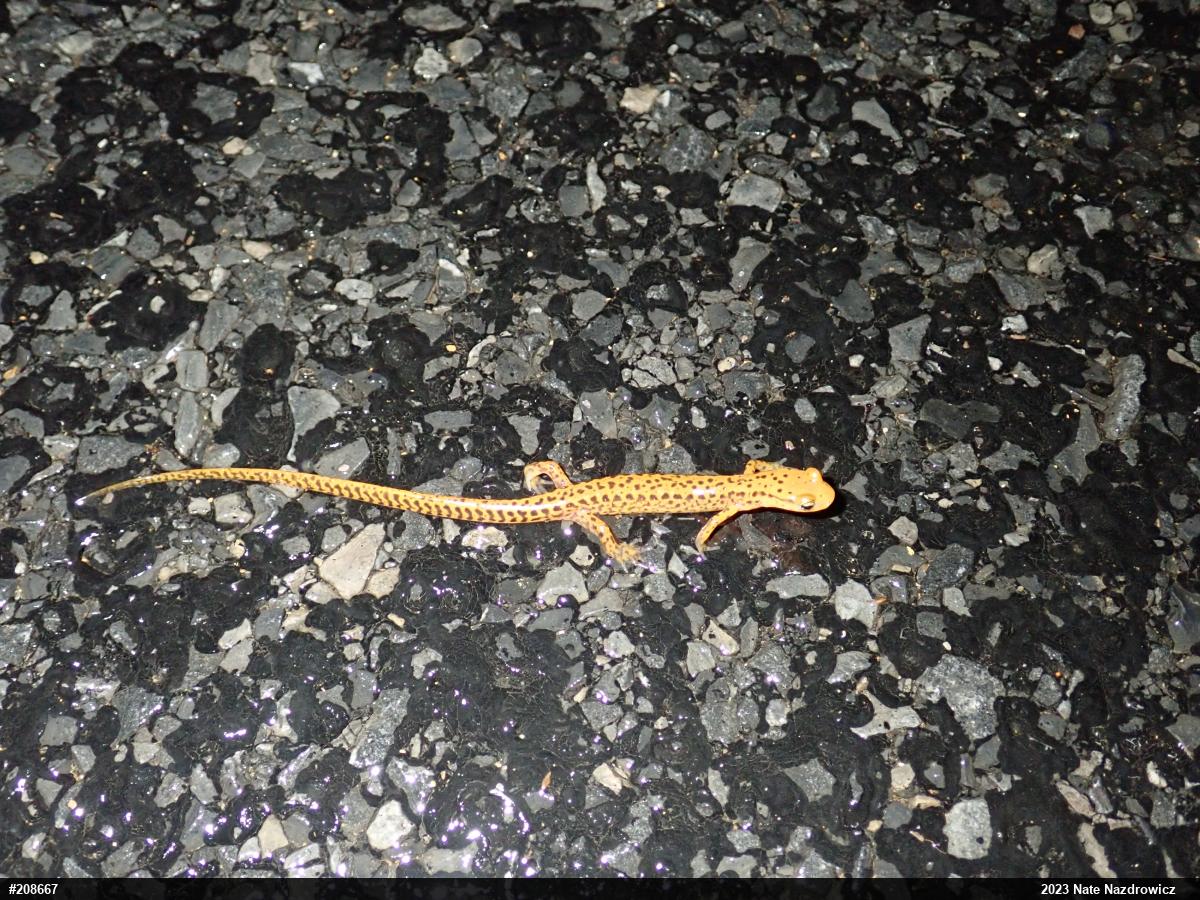 Eastern Long-tailed Salamander