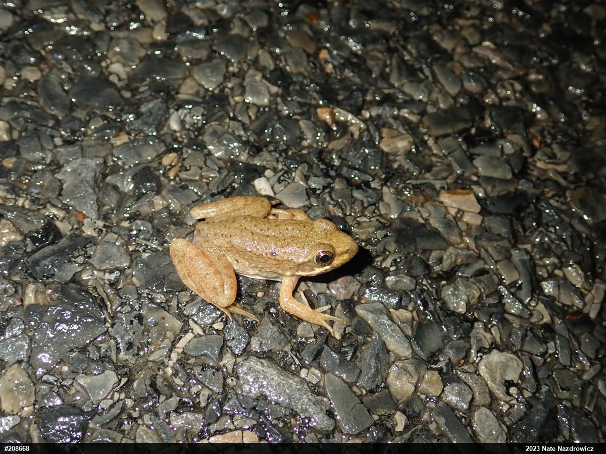 Green Frog