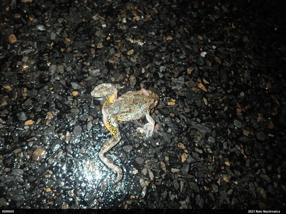 Unknown Gray Treefrog