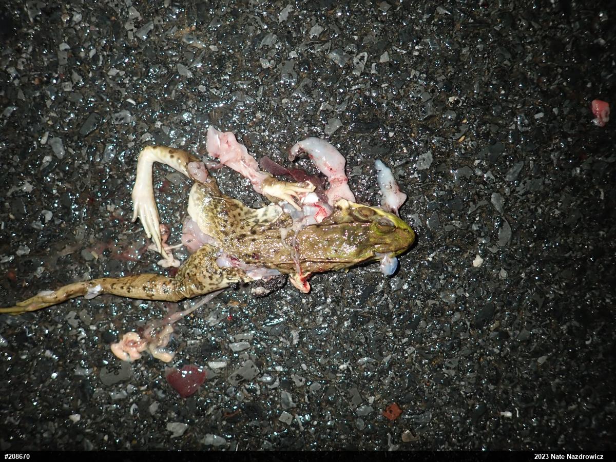 Green Frog