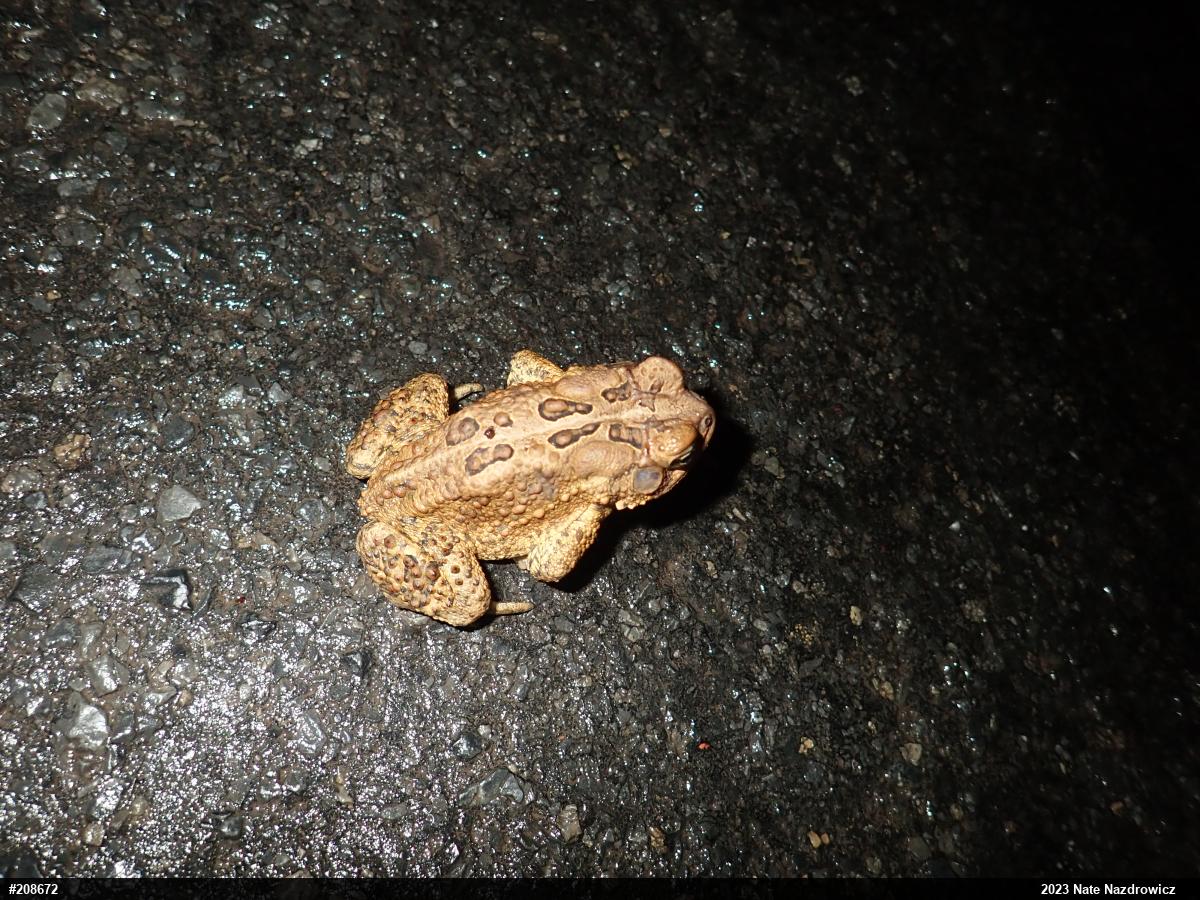 Eastern American Toad
