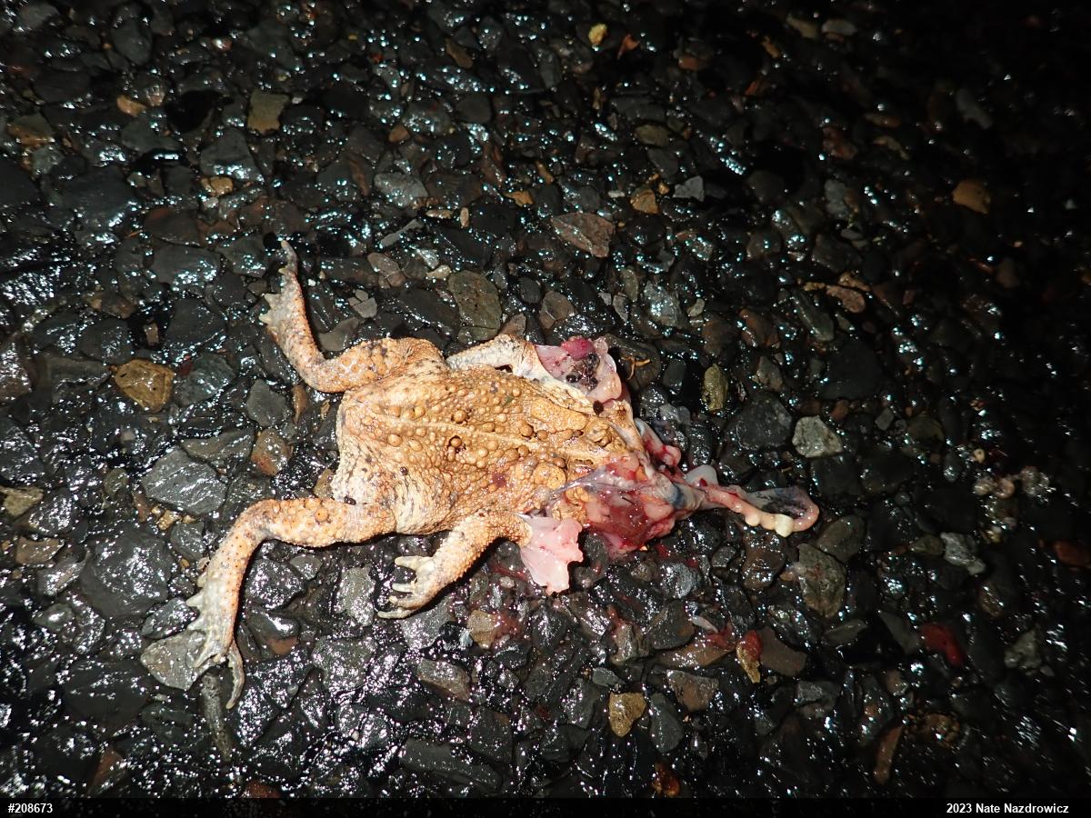 Eastern American Toad
