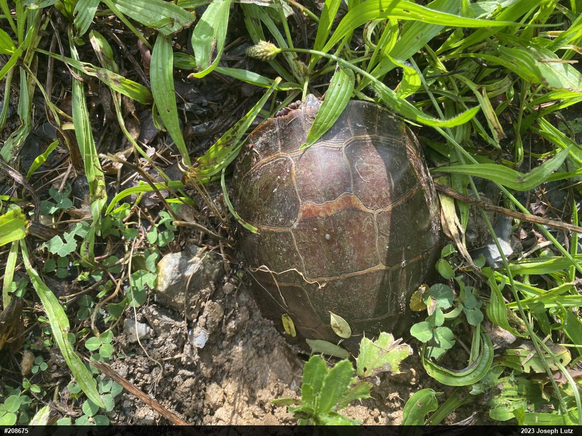 Painted Turtle
