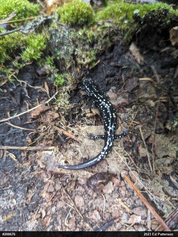 Northern Slimy Salamander