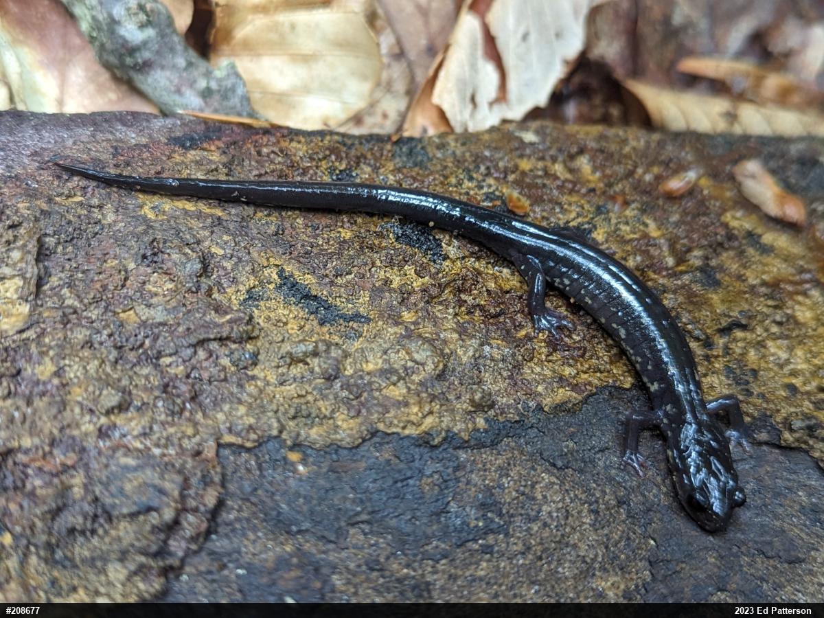 Wehrle's Salamander