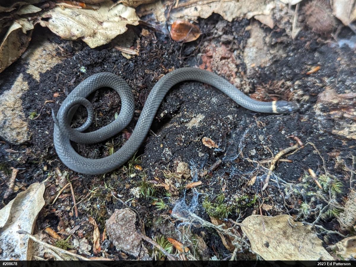 Northern Ring-necked Snake