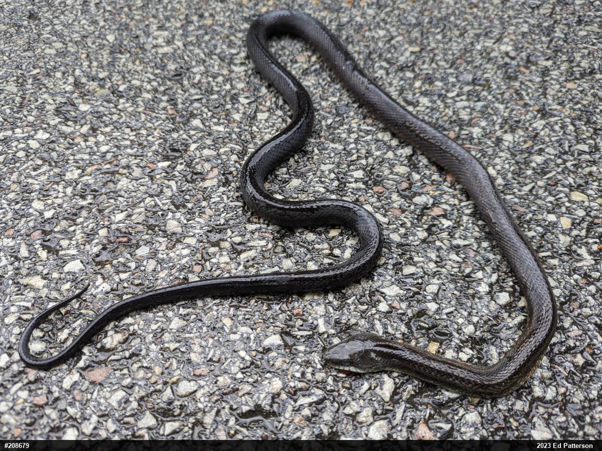 Eastern Ratsnake