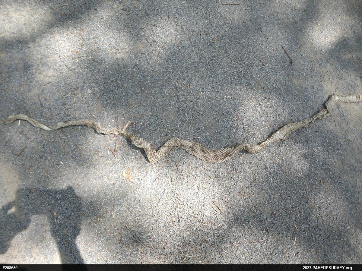 Eastern Ratsnake
