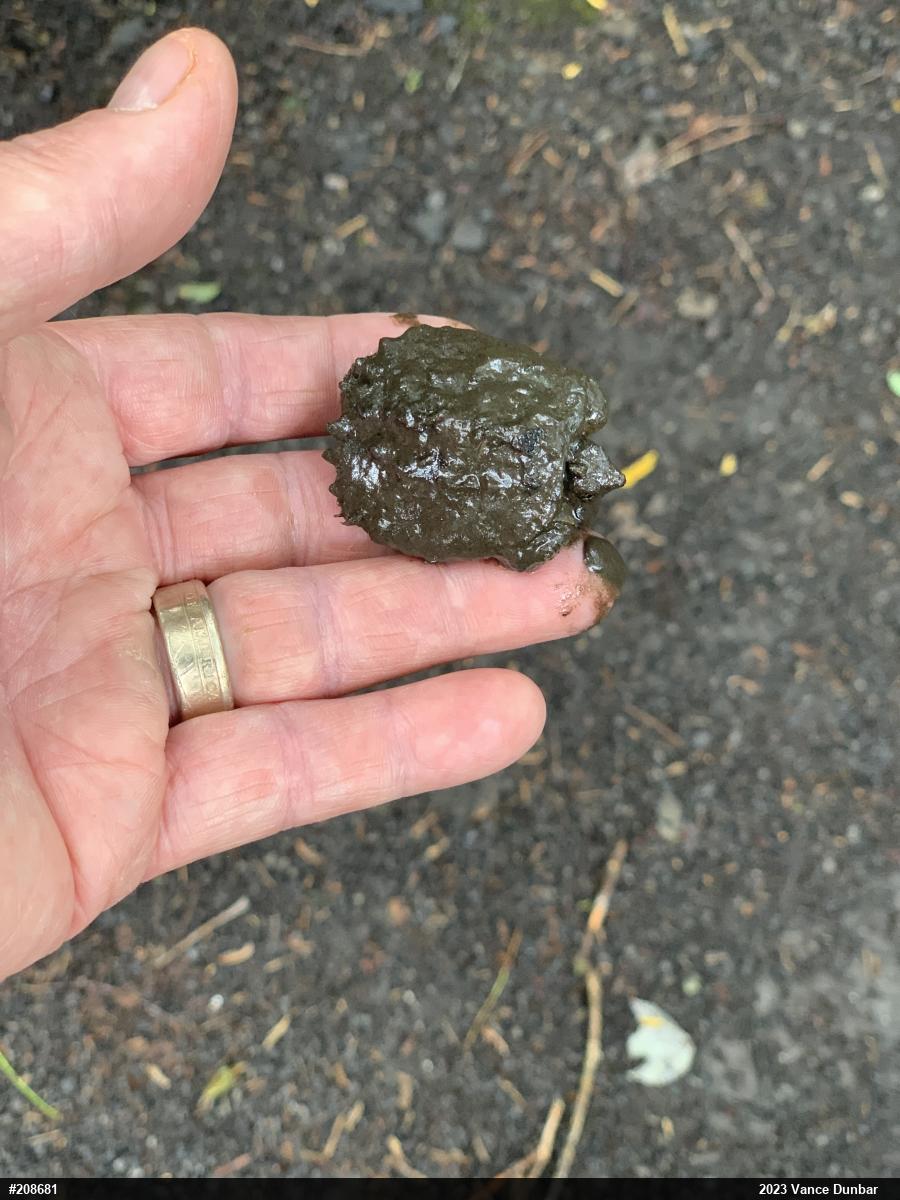 Snapping Turtle