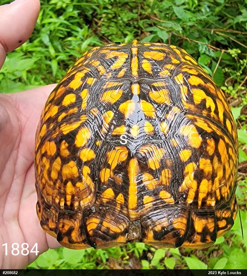 Eastern Box Turtle