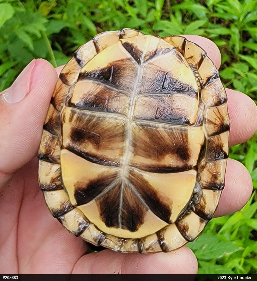 Eastern Box Turtle