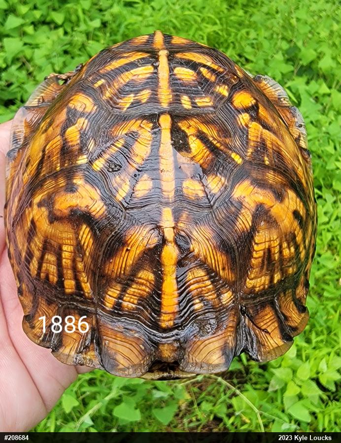 Eastern Box Turtle