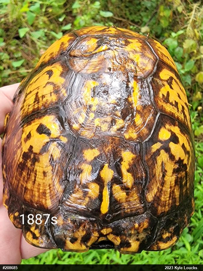 Eastern Box Turtle