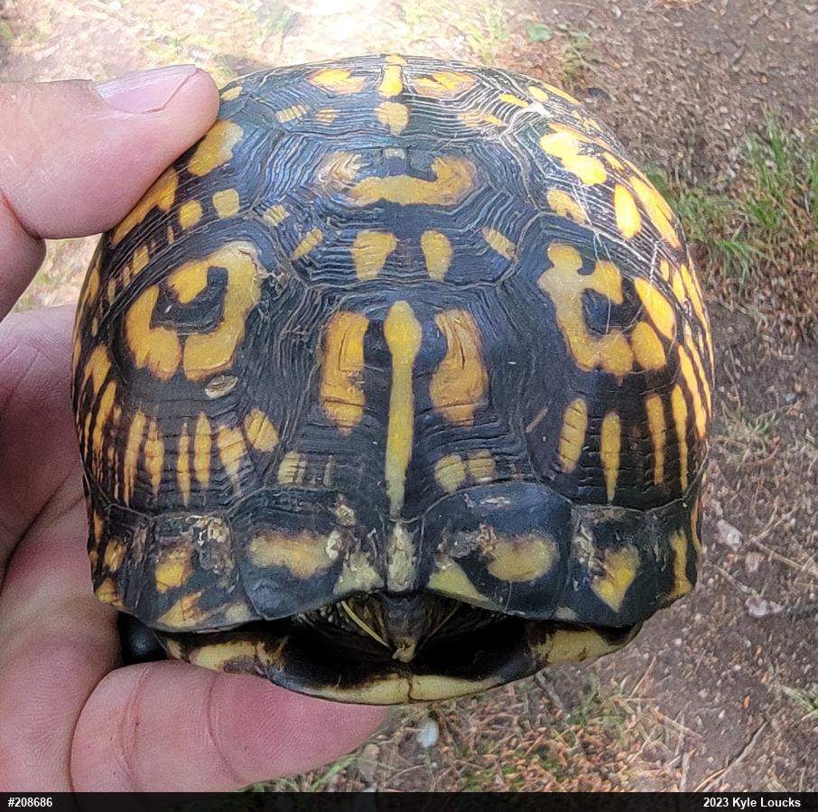 Eastern Box Turtle