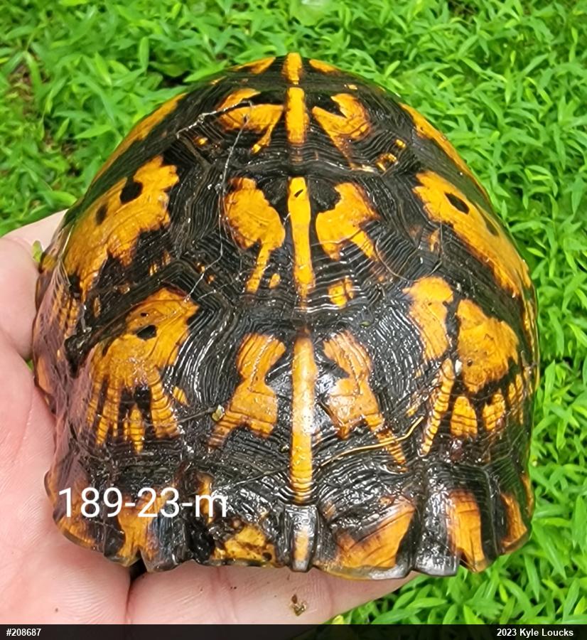 Eastern Box Turtle