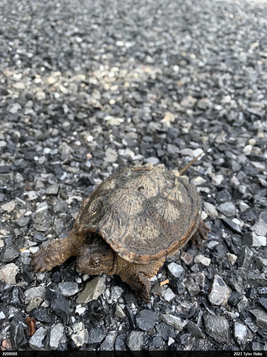 Snapping Turtle