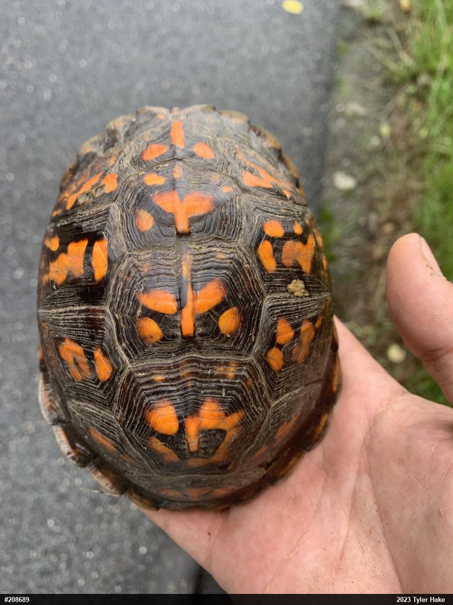 Eastern Box Turtle
