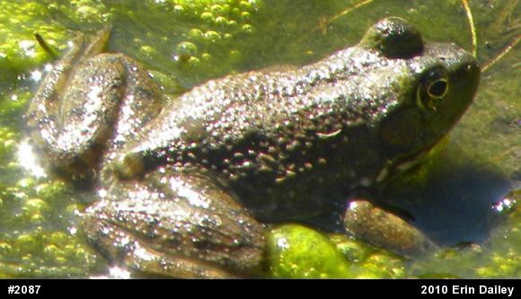 American Bullfrog