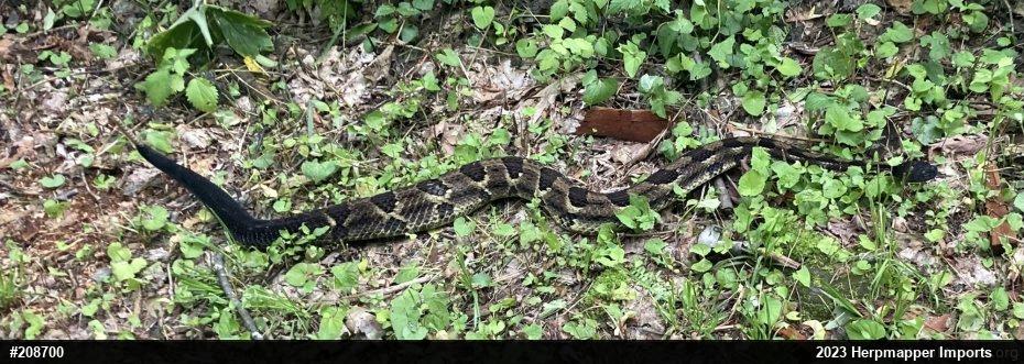 Timber Rattlesnake