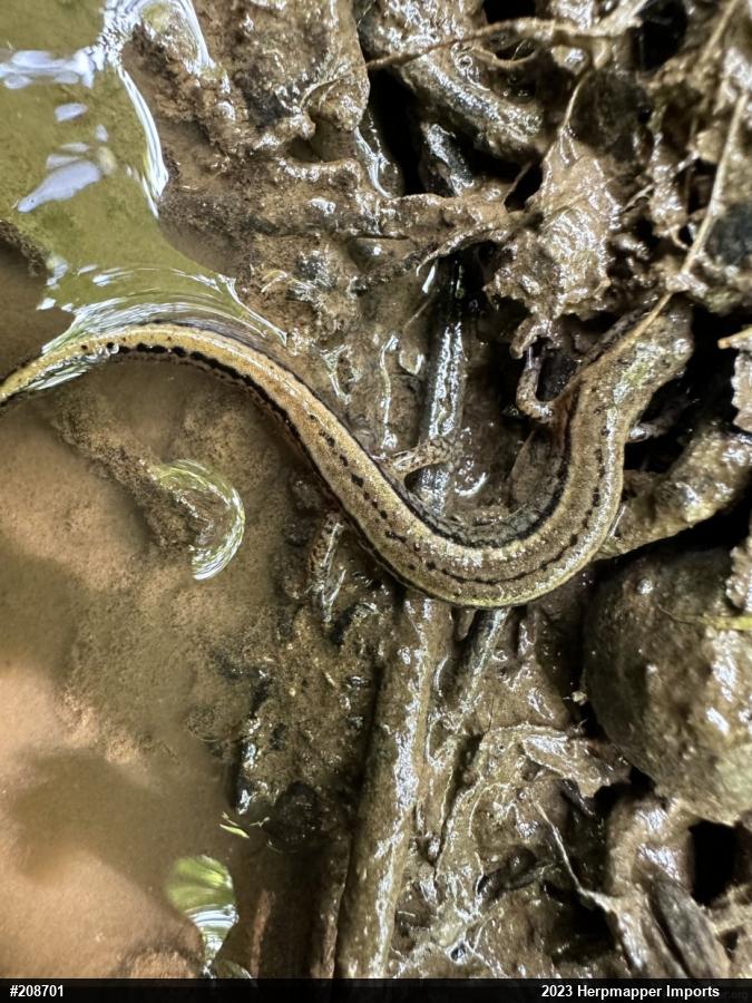 Northern Two-lined Salamander