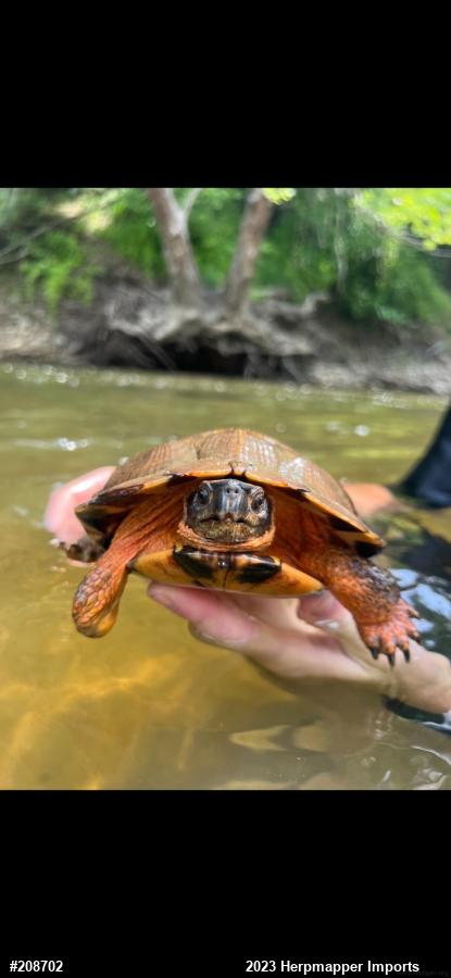 Wood Turtle