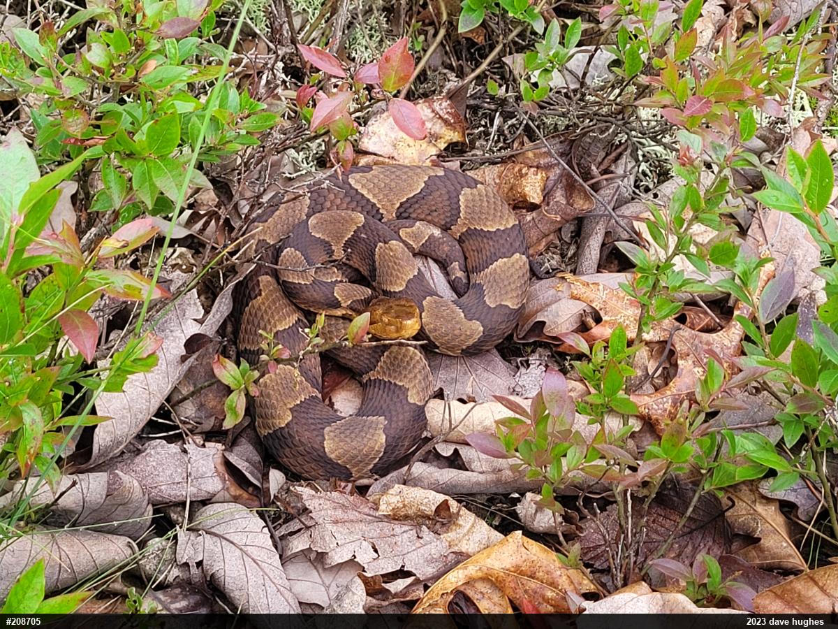 Northern Copperhead