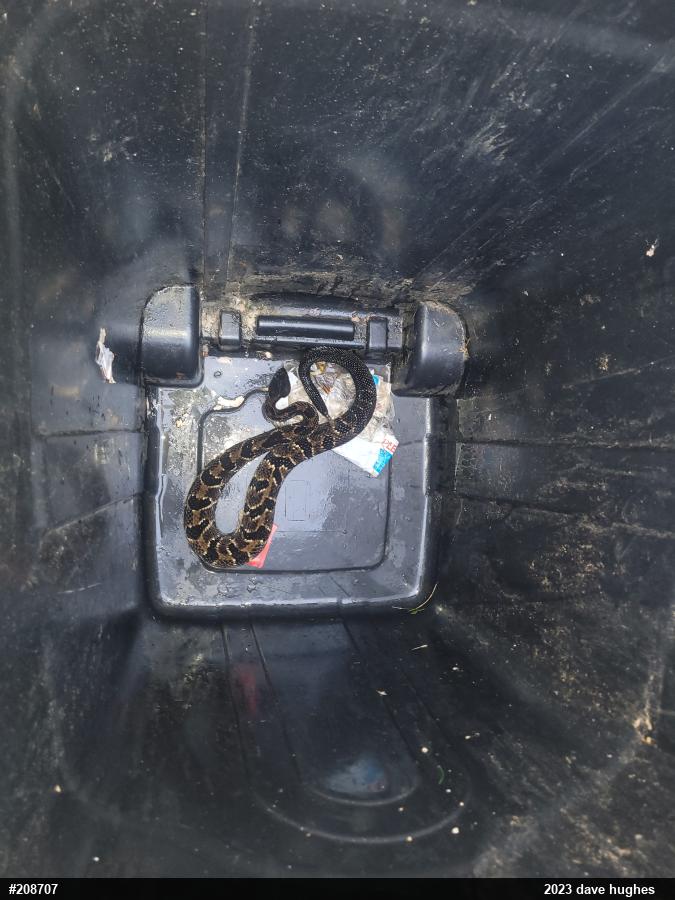 Timber Rattlesnake