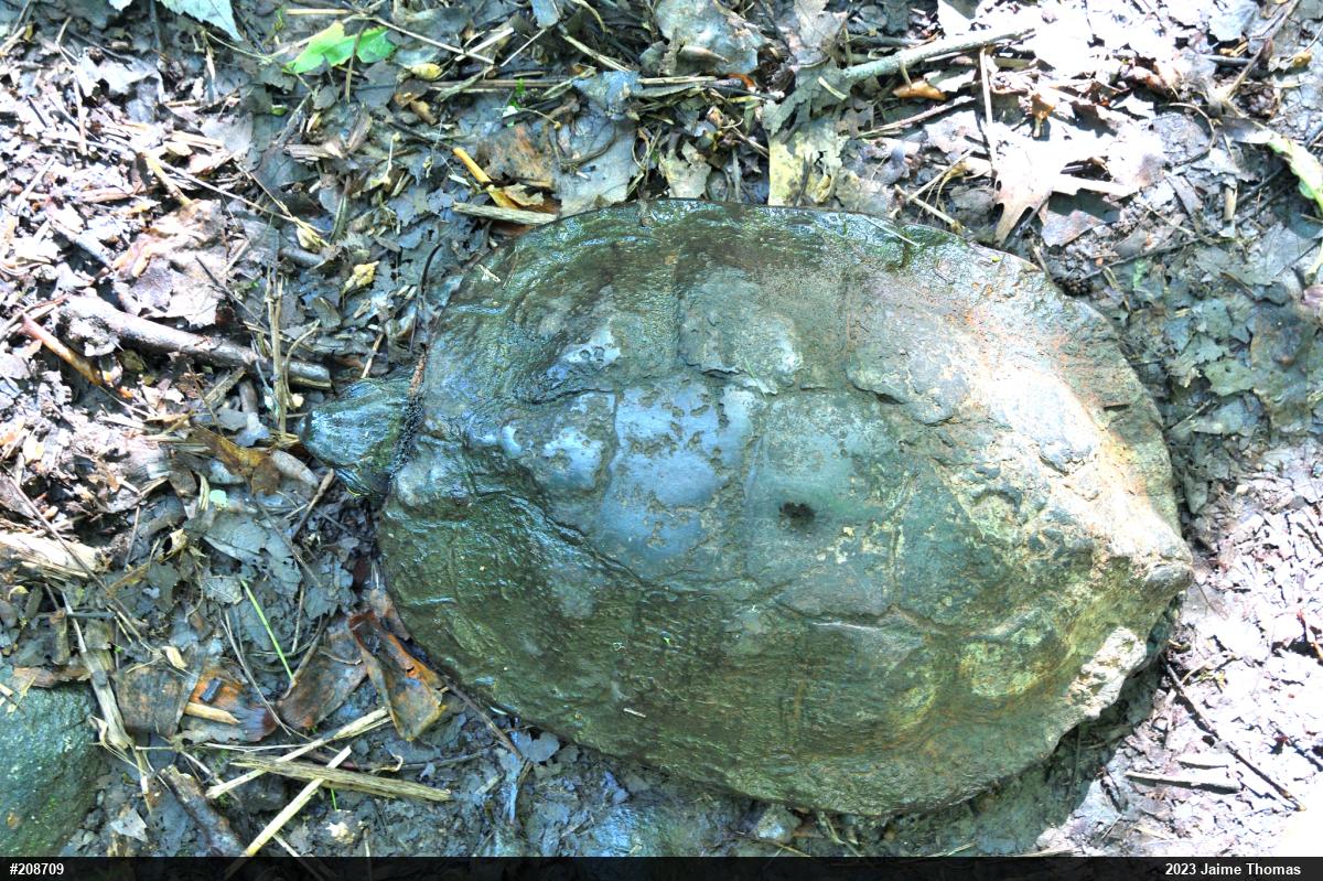 Wood Turtle