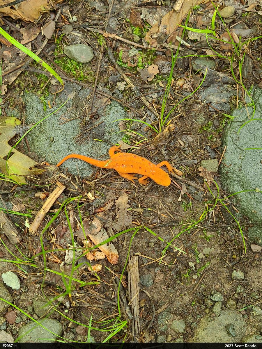 Red-spotted Newt