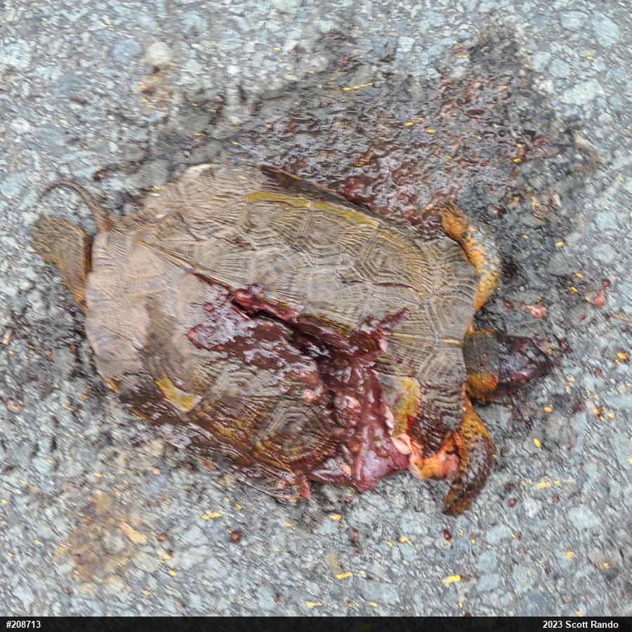 Wood Turtle