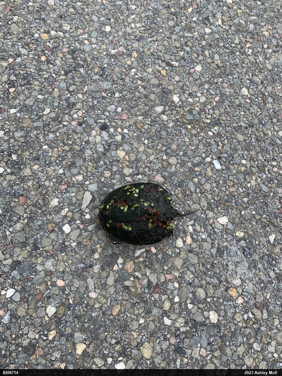 Snapping Turtle