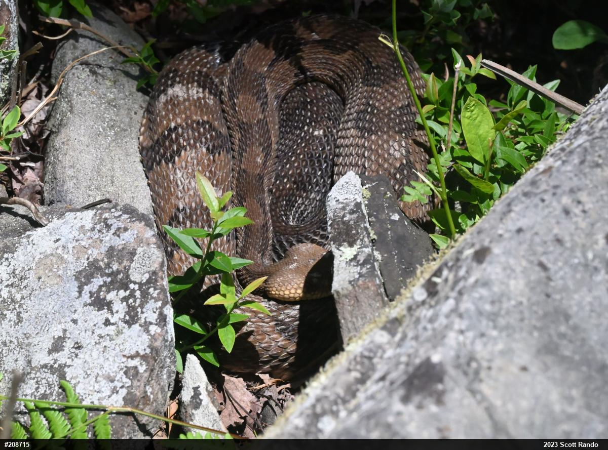Timber Rattlesnake
