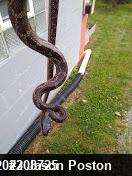 Eastern Ratsnake