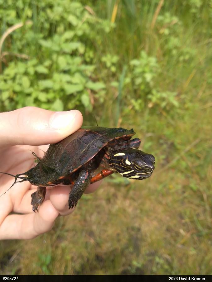 Eastern Painted Turtle
