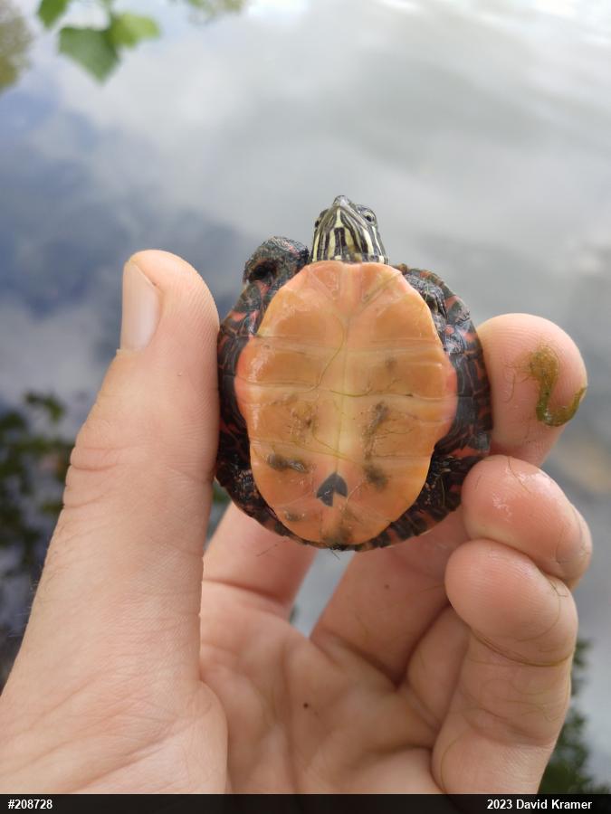 Eastern Painted Turtle