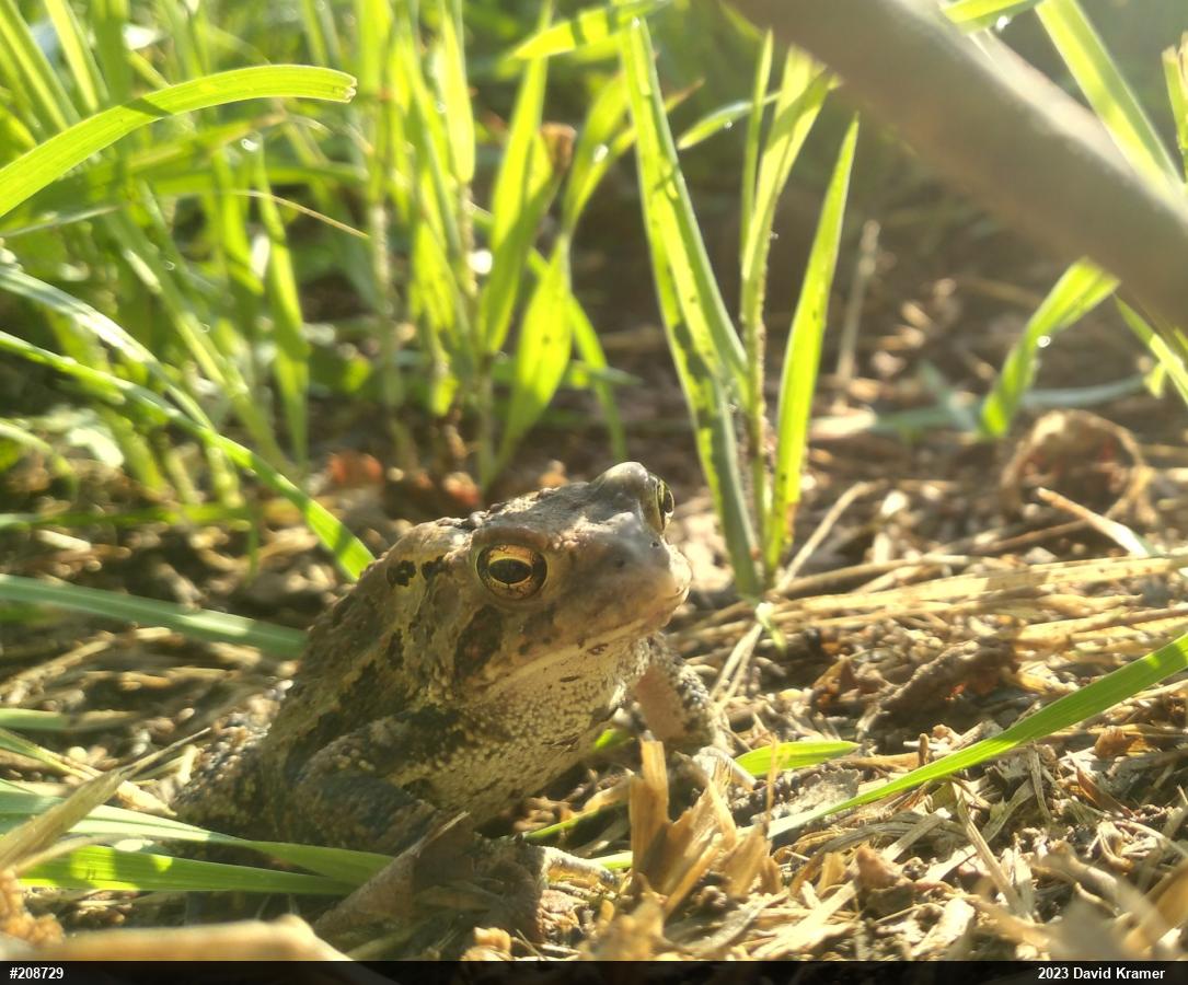 Eastern American Toad