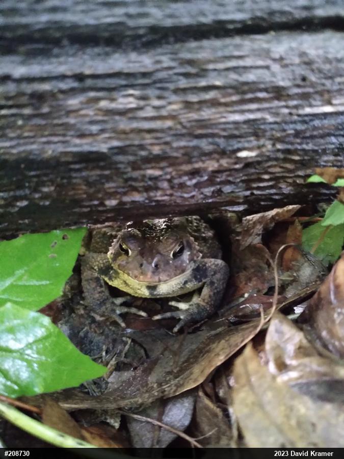 Eastern American Toad