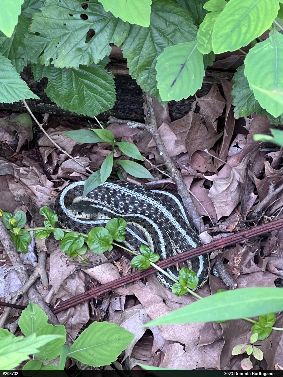 Eastern Gartersnake