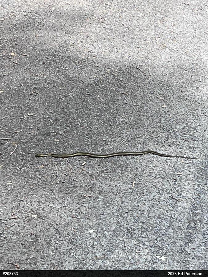Eastern Gartersnake