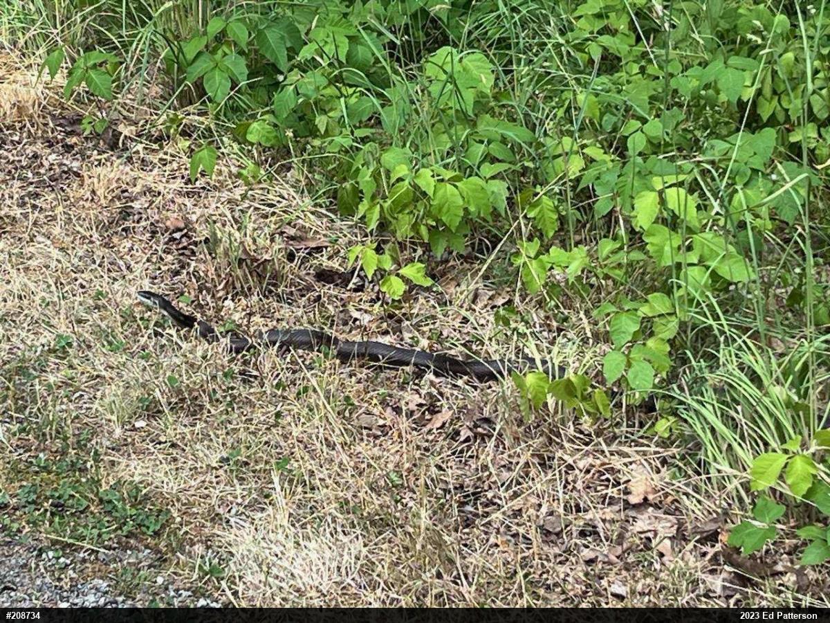 Eastern Ratsnake