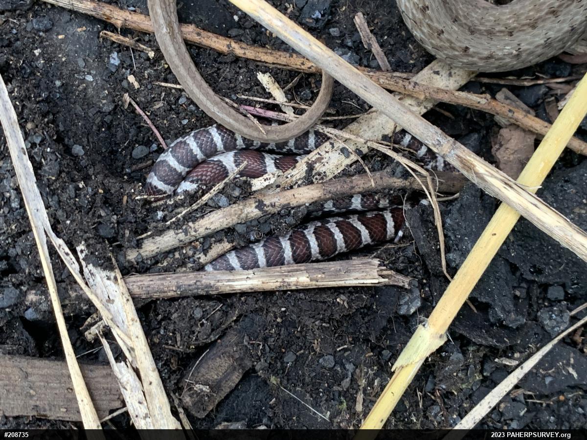 Eastern Milksnake