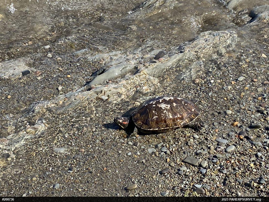 Red-eared Slider